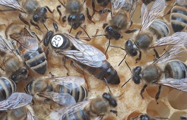 Bienenkönigin gekennzeichnet