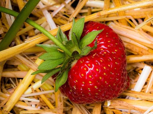 Erdbeeren Garten