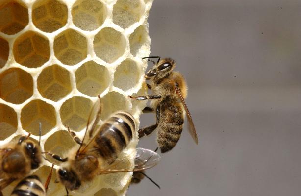 Bienen an Wabe nah Bienen an Wabe nah