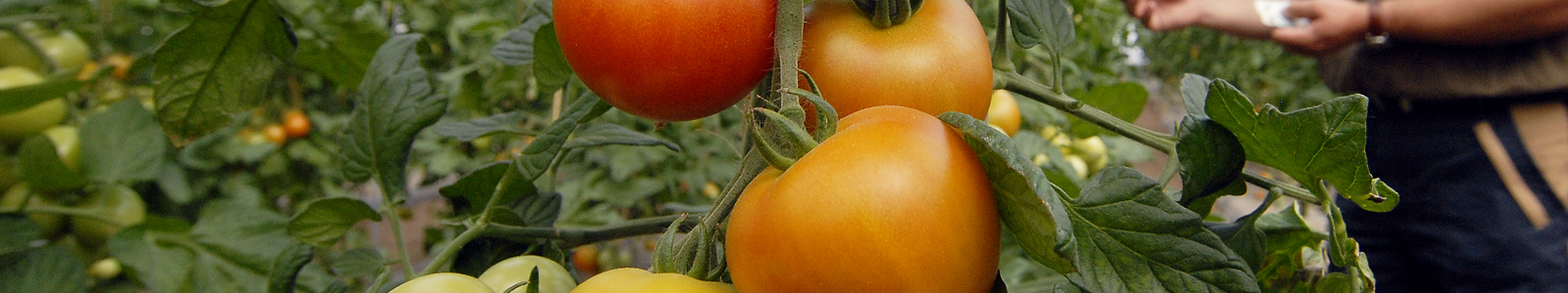 Tomaten an Tomatenpflanze ©Feuerbach