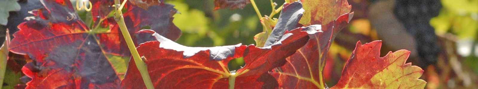 Weinblatt © Dienstleistungszentren Ländlicher Raum